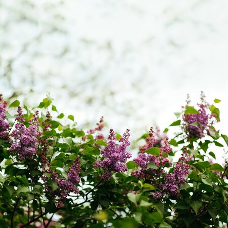 lilac against the sky in the springの写真素材