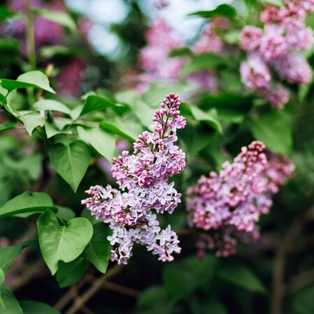 Lilac syringa in the garden A lilac bush with many fragrant purple flowersの写真素材