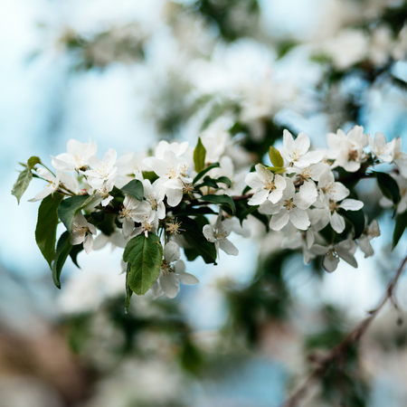 Apple blossom close-up. Shallow depth of field.の写真素材