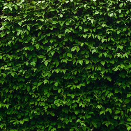 The image of the fresh green leaves wall backgrounds