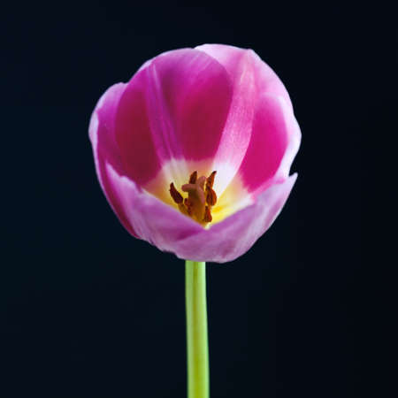 tulip on black background selective focus with shallow depth of fieldの写真素材
