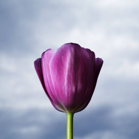One tulip on dark cloudy skyの写真素材