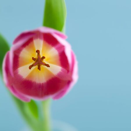 Close-up of tulip flower on light blue background Selective focus with shallow depth of fieldの写真素材