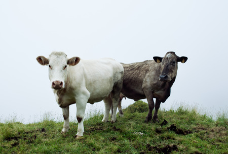 Cows on green grass,two cows , one white the other black stand in a meadow of green grass,Two dairy...