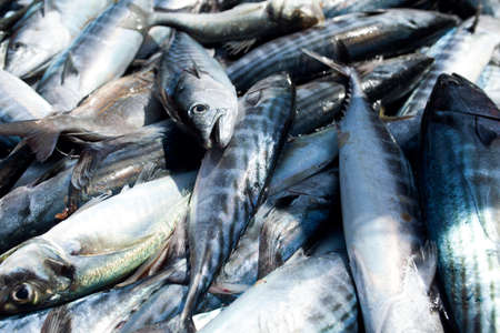 Fresh fish on the market