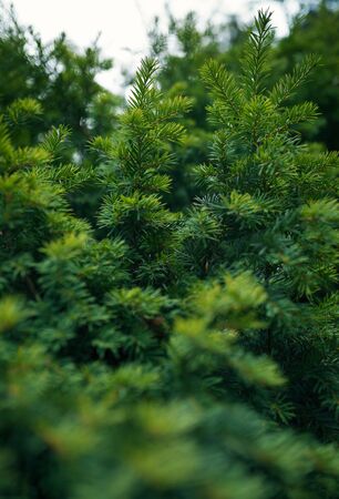 Fir-tree background green fir tree or pine branchesの写真素材