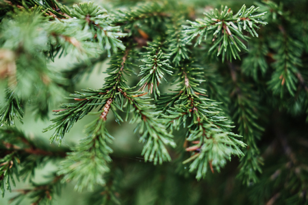blurred abstract background of christmas tree branches
