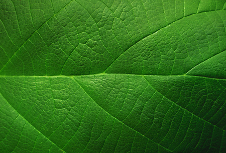 green leaf macro close up
