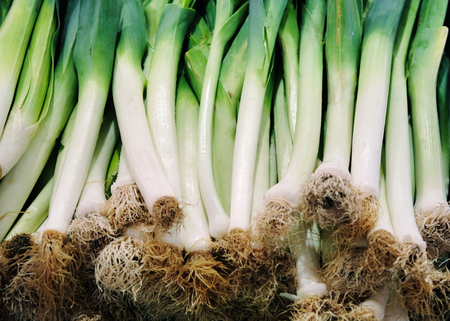 stalks of leeksの写真素材