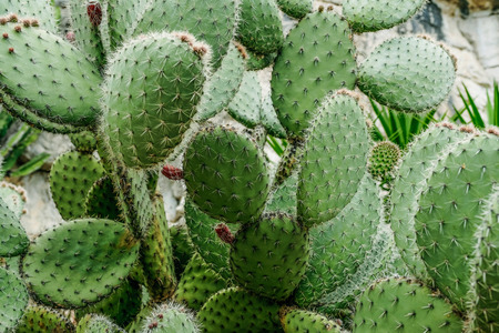 cactus close up,prickly pear cactus , cactus spines.の写真素材