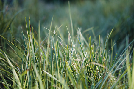 Background of a fresh green grass.Close-up with selective focus