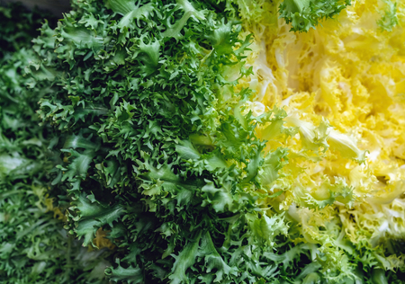 Green Iceberg lettuce close up Background