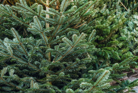 Fir tree branch close up on a market Christmas background