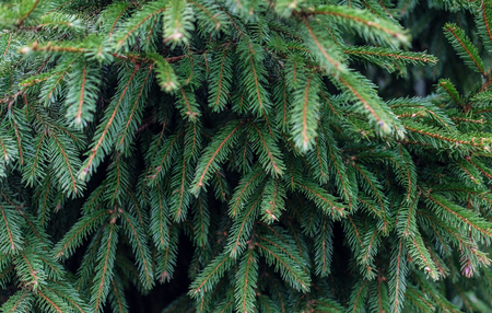 Green Pine tree branches close up
