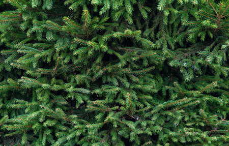 texture pine tree branches background