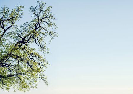 branches of oak tree on the blue sky backgroundの写真素材