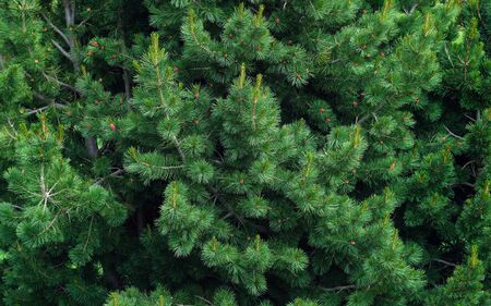 fir tree branch close up, fluffy cedar tree branch close up