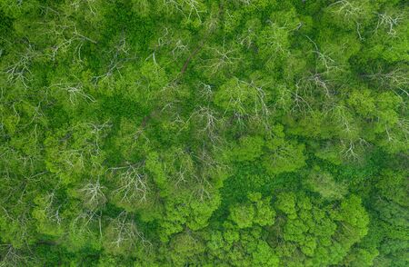 aerial view of forest, texture background of forest view from aboveの写真素材