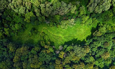 aerial forest view at summer time with meadowの写真素材
