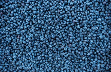 many blueberry berries close up texture background top view