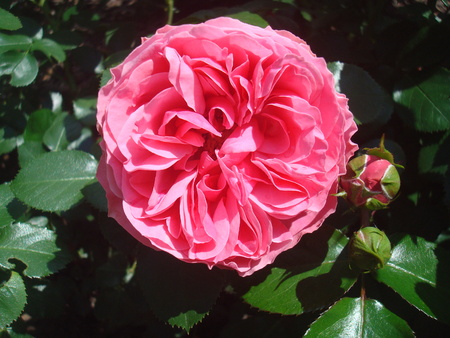 rose 8の写真素材