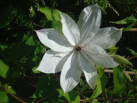 star flowerの写真素材