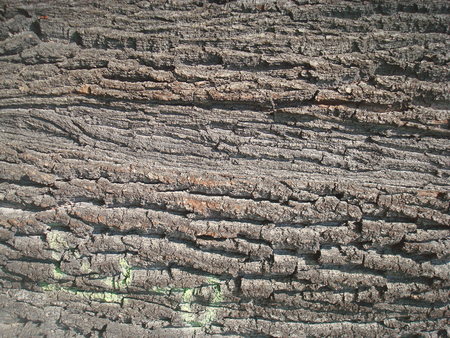 A landscape designs of a wood bark