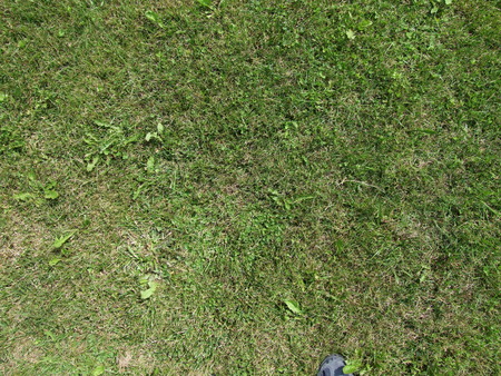 grassfield 02の写真素材