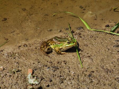 Frog from Kapias Gardensの写真素材