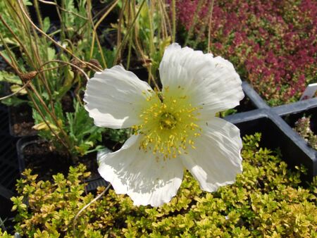 White Flowerの写真素材