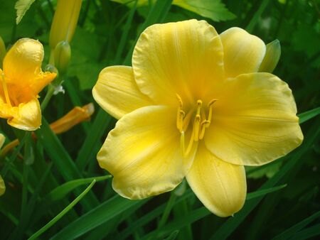 Lily Flower 1の写真素材