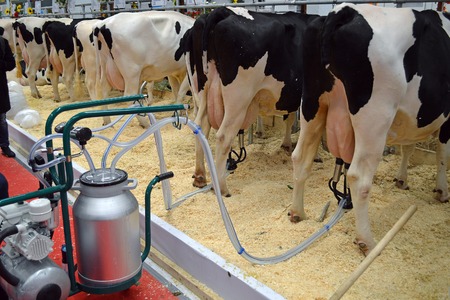 Automatic cow milking using a milking machine. Demonstration in the exhibition "Golden Autumn-2016" in Moscowのeditorial素材