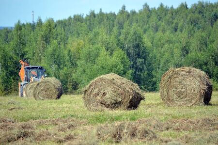 Hay of different grass in rolls on farmer fieldの写真素材