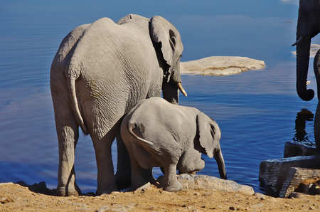 Elephant familyの写真素材