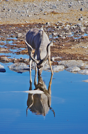 Kudu drinkingの写真素材