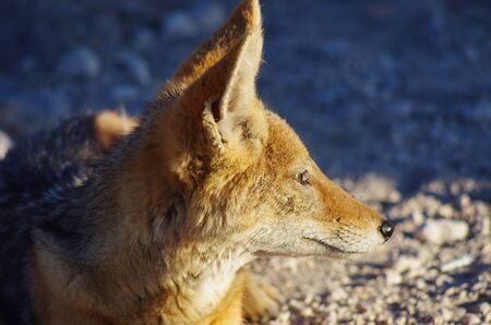 Jackalの写真素材