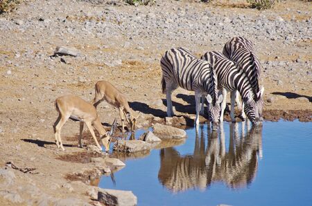 Zebras and gazelle drinkingの写真素材