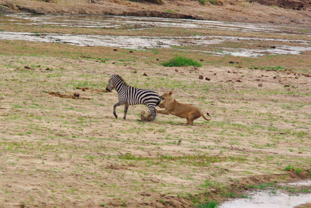 Lion hunts a Zebraの写真素材