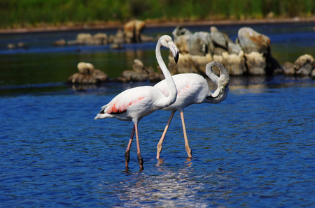 Flamingos in a pond in Sardinia, near Olbia.の写真素材