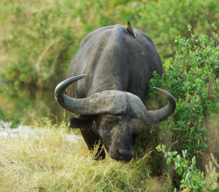 Wild animals of Africa in their environment: african buffaloの写真素材