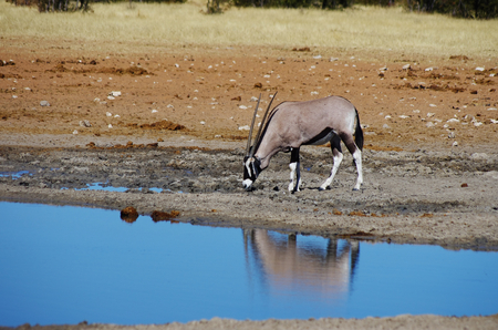 Wild animals of Africa in their environment: Gazellesの写真素材