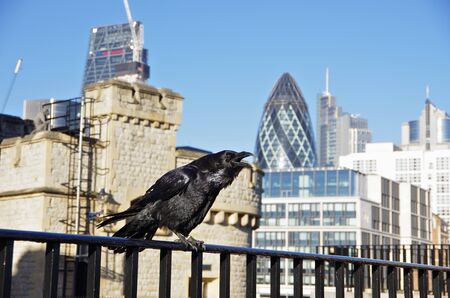 LONDON,UK - 01 DEC 2016 - A crow in the Tower of London fortressのeditorial素材