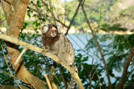 Small monkey near the Sugarloaf at Rio de Janeiro