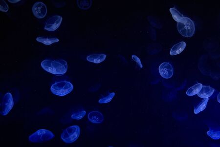 Blue jellyfish in the aquarium of Valencia, Spain.の写真素材