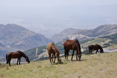 Horses in Sierra Nevada . The Sierra Nevada hosts the highest peaks of inland Spain.の写真素材