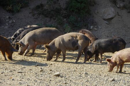 Wild pigs walk freely in Corsicaの写真素材