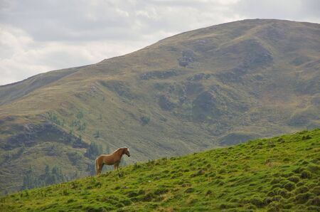 Typical mountain horse (Haflinger) on a grass ridge inthe Dolomites, Italyの写真素材