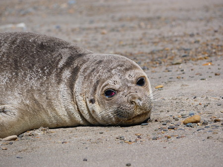 Sea elephants rest on the beach during the low tide, on the atlantic coast near Puerto Madryn. Big marine mammals of Patagonia.の写真素材