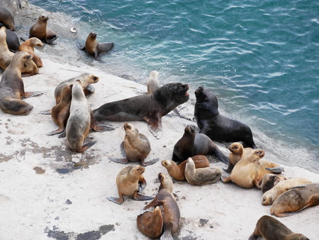 Group of sea lions on a rock on the coastline of Peninsula Valdez, near Puerto Pyramides. Patagonia Argentina.の写真素材
