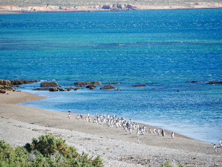 Magellanic penguins community in the natural reserve of Punta Tombo, Patagonia Argentinaの写真素材